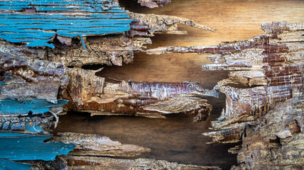 Termite-infested planks need urgent repair. A termites nest hidden under boards. Background of termite-damaged wooden surfaces. A termite issue in decaying walls. Termite infestation.