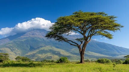 Obraz premium Single Acacia Tree in Grassland with Mountain Range Background