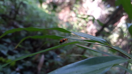 Dendrobium beetles are bright orange with large black spots on their wing covers. They have long black antenna, and wings hidden behind the patterned wing covers.