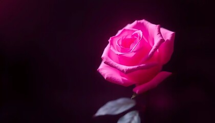 Vivid pink rose bloom illuminated against a deep, darkened backdrop