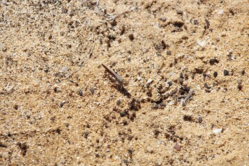 Bandwing Grasshopper (Oedipodinae) on sand, South Australia