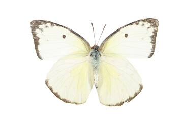 Collection of butterflies in Thailand for study in the biology laboratory.