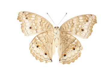 Collection of butterflies in Thailand for study in the biology laboratory.