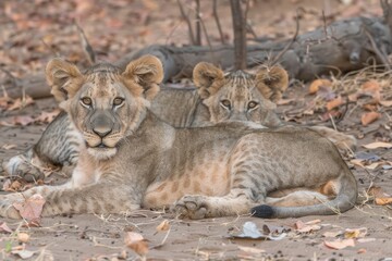 Two lion cubs resting in African savanna