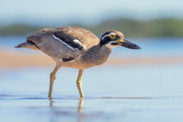 A wild beach stone-curlew (Esacus magnirostris) wading in an estuary and taking a drink, Australia