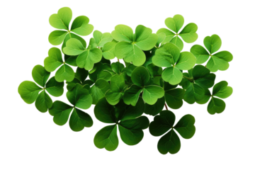 four leaf clover isolated on transparent background