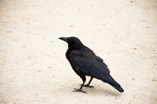 Crows bird eating food on ground