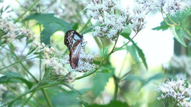 The chestnut tiger butterfly, Parantica sita, feeds on flower nectar and flies away in Japan. Asagimadara. Close up shot. 4K