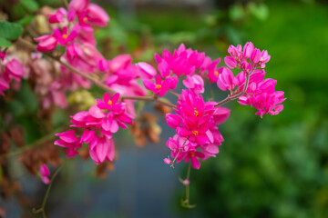 The pink flower bunch of the Coral Vine in the flower garden is also known as Chain of Love, Confederate Vine, Hearts on a Chain, Honolulu Creeper, Mexican Creeper, Mountain Rose, or Pink Vine.