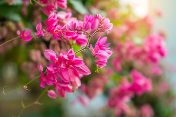 The pink flower bunch of the Coral Vine in the flower garden is also known as Chain of Love, Confederate Vine, Hearts on a Chain, Honolulu Creeper, Mexican Creeper, Mountain Rose, or Pink Vine.