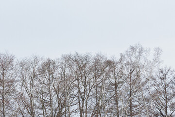 冬の枯れた木々