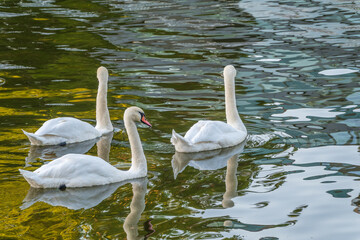 Three graceful white swans swims in the lake, swans in the wild.