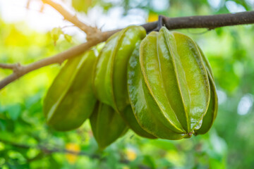 The star fruit (Averrhoa carambola) hanging from the tree branch.