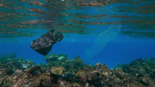 Black plastic bag drifting over top of coral reef, tropical fishes and Translucent Colonial Pyrosoma swims nearby, in turquoise water background, Slow motion, Plastic pollution of the Ocean