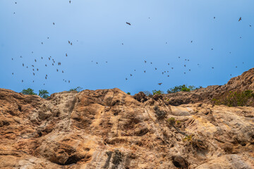 The mountain cliff glows in the evening light as flocks of birds circle around.