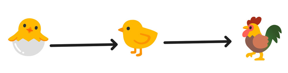 Life Cycle of a Chicken