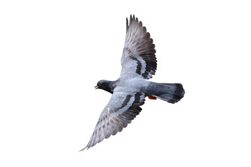 Beautiful flying pigeon isolated on transparent background png file