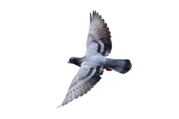 Beautiful flying pigeon isolated on transparent background png file
