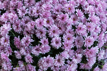 Red chrysanthemum flowers close up