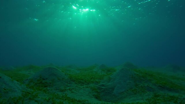 Camera moves forward above hilly sand bottom covered with Smooth ribbon seagrass in the morning light, Seabed with sandy hills in bright sunbeams at sunrise