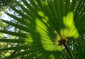 Sunlit Palm Leaf Fan