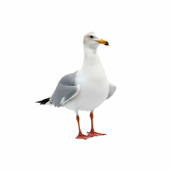 Fototapeta premium a Kelp gull during the day isolated on white background