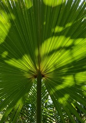 Sunlit Palm Leaf Fan
