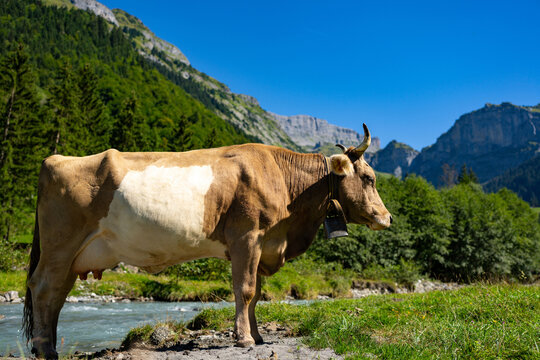 Cows on lawn. Cow grazing on meadow. Holstein cow. Eco cow farming. Cows in a mountain field. Cows on a summer pasture. Landscape with herd of cow grazing on field with fresh grass.