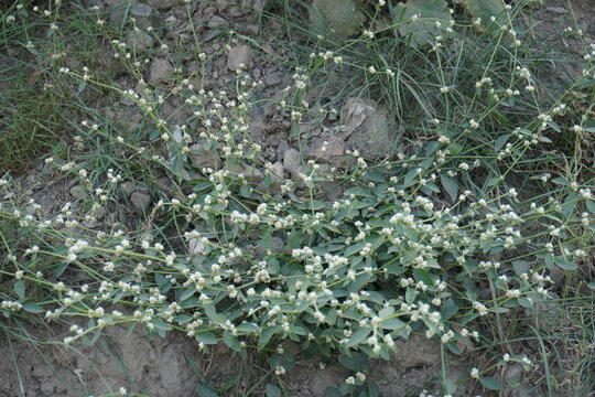 Joyweed with its tiny white flowers on the ground 