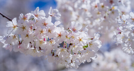 Spring background. Blossom tree branch with white flowers. Spring flowers. White flowers the fruit tree. The sakura. Cherry blossom trees in bloom. Blooming apple tree in the spring garden.