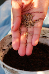 Hand holding seeds above a pot with soil for planting
