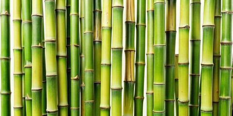 Panoramic View of Isolated Bamboo Stems on White Background - High-Resolution Stock Photo