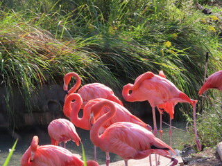 鮮やかなベニイロフラミンゴ