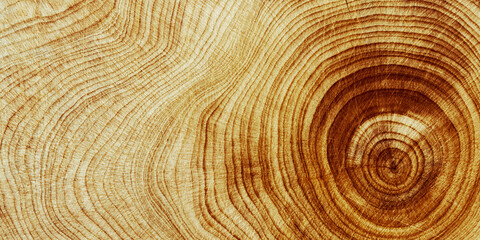 Macro banner of wood timber of juniper tree rings, natural geometric pattern, abstract nature background. Natural wooden organic textures, monochrome brown beige gradient color, earthy tones, above