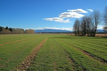 Lush Green Farmland Under Bright Blue Sky with Fluffy White Clouds