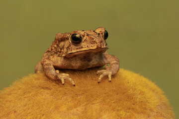 An Asian black spined toad is hunting for prey on a mossy rock. This amphibian has the scientific name Bufo melanostictus.