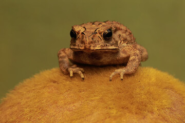 An Asian black spined toad is hunting for prey on a mossy rock. This amphibian has the scientific name Bufo melanostictus.