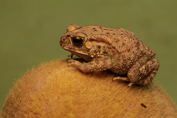 An Asian black spined toad is hunting for prey on a mossy rock. This amphibian has the scientific name Bufo melanostictus.