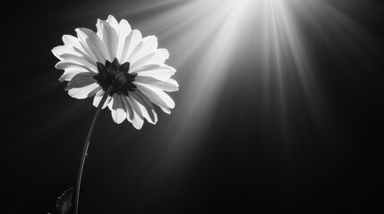 single white flower illuminated by spotlight, creating serene atmosphere