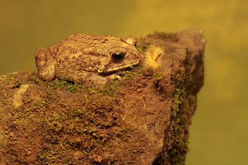 An Asian black spined toad is ready to prey on a caterpillar on a mossy rock. This amphibian has...