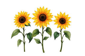Obraz premium Watercolor Sunflower Clipart for Digital Art and Design