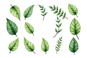 Obraz premium Watercolor Green Leaf Set - Botanical Foliage Illustration
