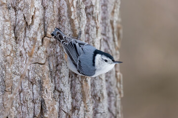 Close up view of Nuthatch bird on the tree.