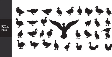 Obraz premium Duck Silhouette Vector Bundle: Flying, Swimming, Standing Bird Silhouettes for Graphic Design, Nature, Wildlife, and Ornithology Projects