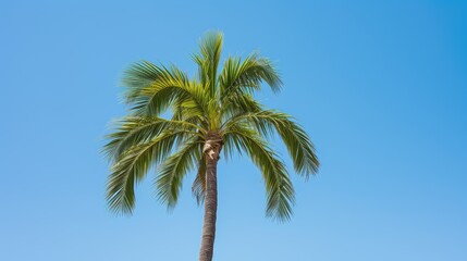 sky palm tree isolated