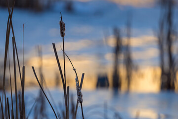 Fototapeta premium Close up view of cattail plant against ice lake
