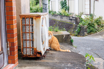 式根島の可愛い島猫。

東京都伊豆諸島式根島-2024
