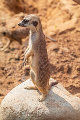 Meerkat, Suricata suricatta, on hind legs. Portrait of meerkat standing on hind legs with alert expression. Portrait of a funny meerkat sitting on its hind legs.