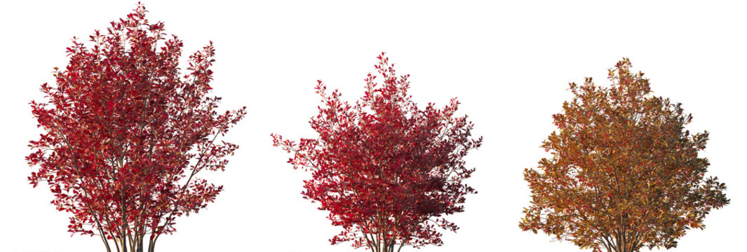 Aronia arbutifolia autumn bush shrub isolated png on a transparent background premium cutout (Chokeberry, Red Chokeberry, Photinia pyrifolia, Pyrus arbutifolia, Sorbus arbutifolia)