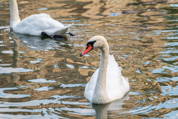 A graceful white swan swimming on a lake with dark water. The white swan is reflected in the water